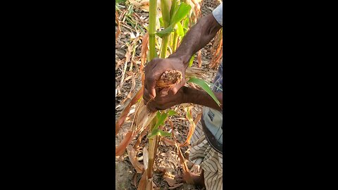 Dinajpur Maize Field Vlog | alkamals