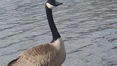 A Human and Her Gaggle Have a Full Conversation