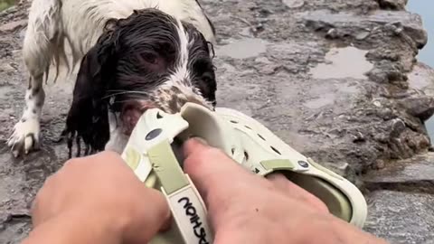 The dog asked me to throw the slippers out for it to fetch.