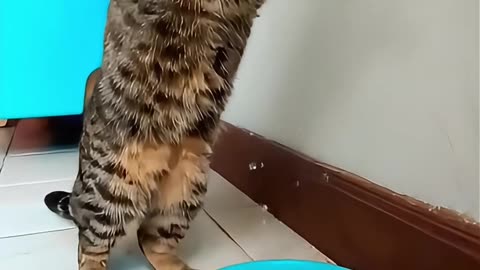 Cat TAIGER is an Olympic Diver! #aicat