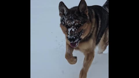 Virgil german shepherd.