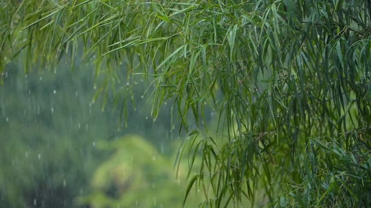 Tree leaves foliage