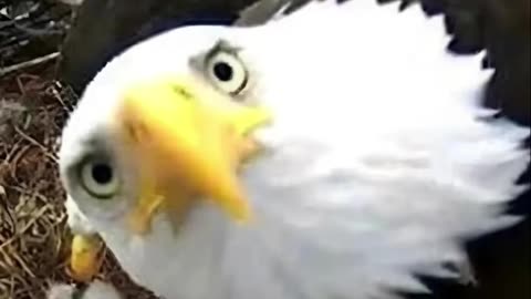 Comedy - Meme 1