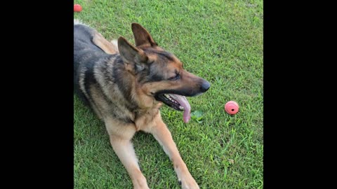 Virgil german shepherd.