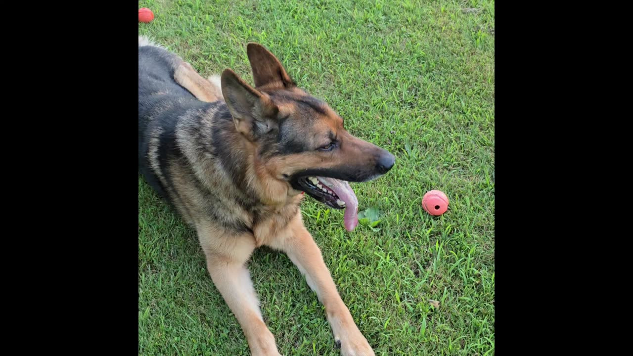 Virgil german shepherd.