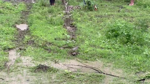 Indian Cows