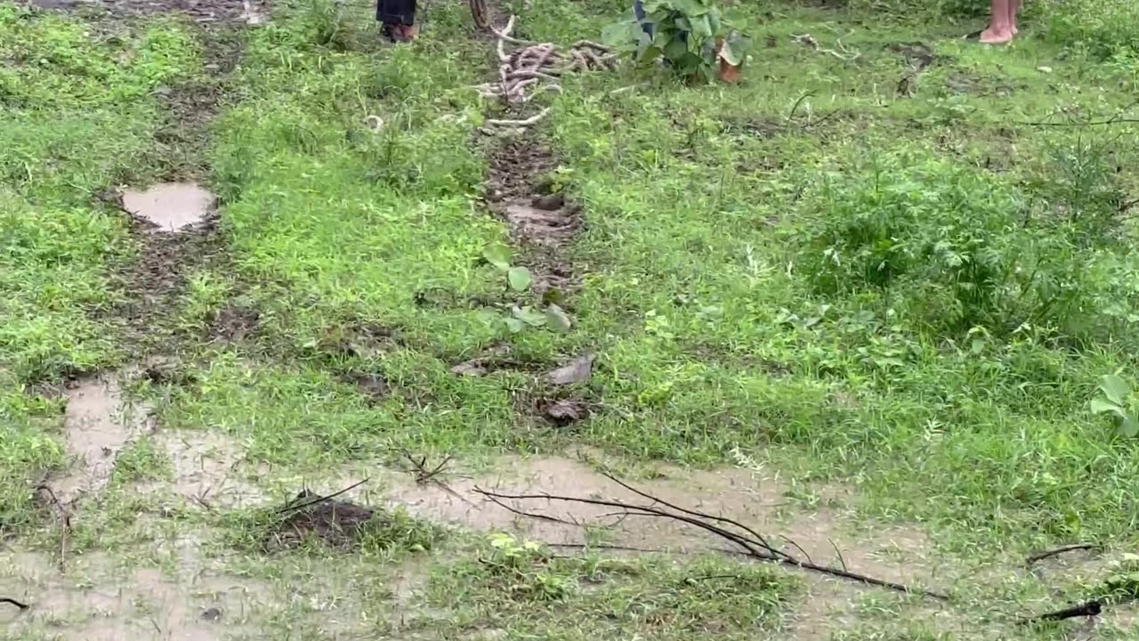 Indian Cows