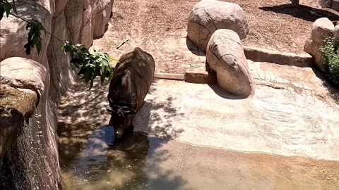 Rhino Drinking at El Paso Zoo in Texas