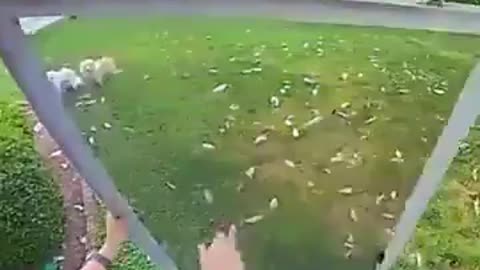 When the dog takes you for a Walk!