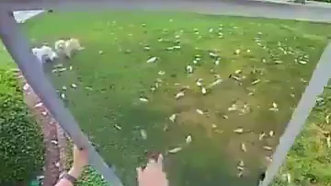 When the dog takes you for a Walk!