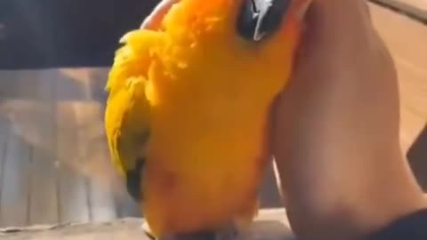 Sometimes we all need a hug 🦜🥰