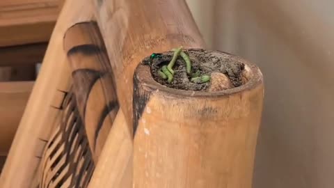 🧠✨ Potter Wasp Defends Its Nest from Cuckoo Wasp! | FeedMyCuriosity