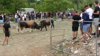 Španac od braće Župić vs Dikonja od Tin & Jera Dicmo 2025