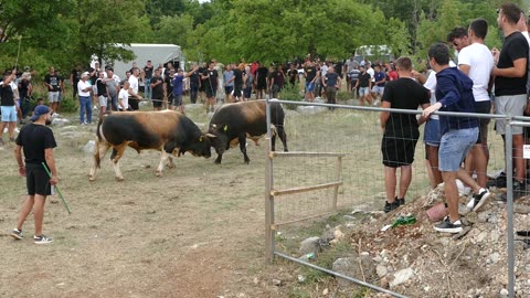 Španac od braće Župić vs Dikonja od Tin & Jera Dicmo 2025