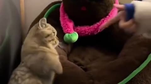 The Munchkin cat