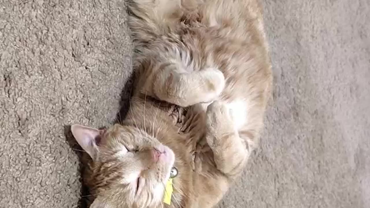 WHEN YOU'RE FIGHTING A DINNER & MASSAGE NAP