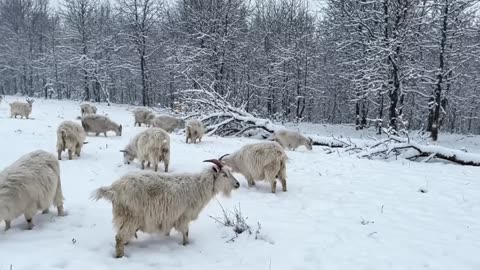 Surviving in a Snowy Village A Personal Journey Through Shepherd Life