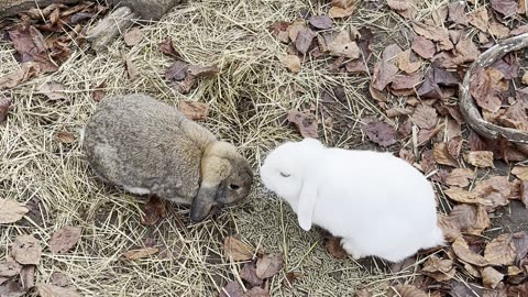 bunnies following their human around the yard! 👣🐰