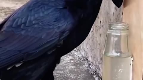 Crow hides rocks in a bottle.hd