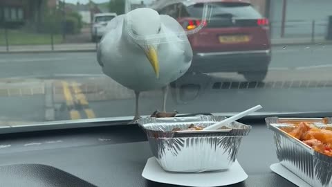 Seagull Sees Food and Pecks Windshield