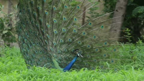 Peacock dance