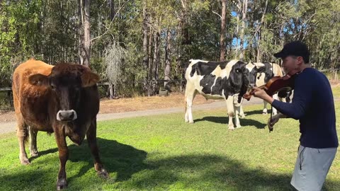 Cows love violin playing