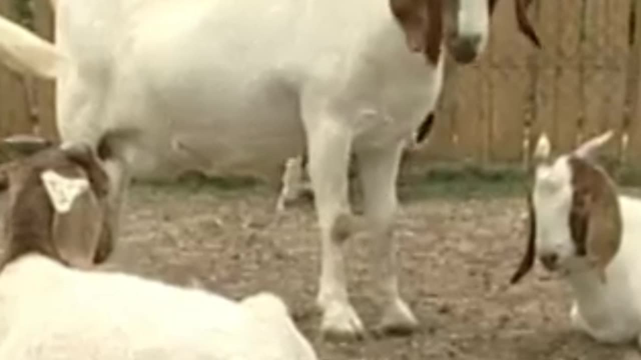 goat