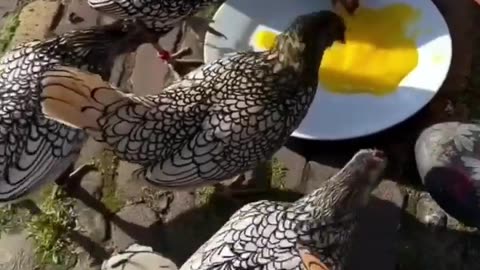 🌟🐔 Beautiful Sebright Chickens! | FeedMyCuriosity
