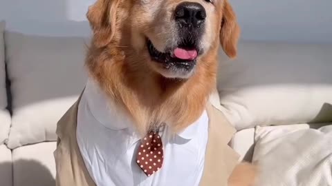 My Dog New Suit 🐶