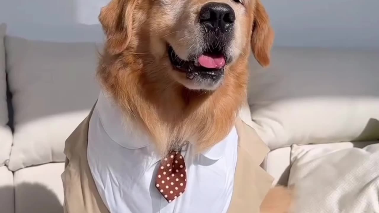 My Dog New Suit 🐶