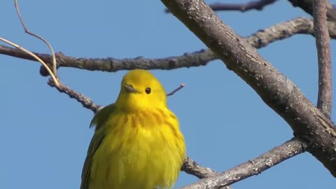 Yellow Warbler bird singing