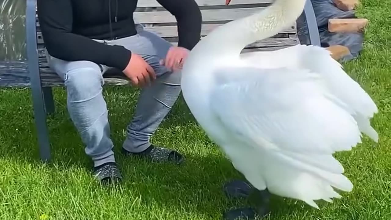 The swan was rescued and then lived a life filled with love ❤️