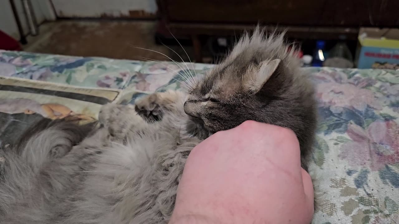 Adorable FLUFFERS 03-12-2025
