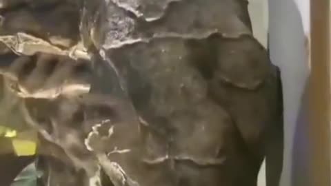 REMAINS OF REPTILIAN SKELETON