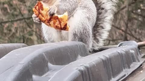 Chunky Squirrel Eating Pizza