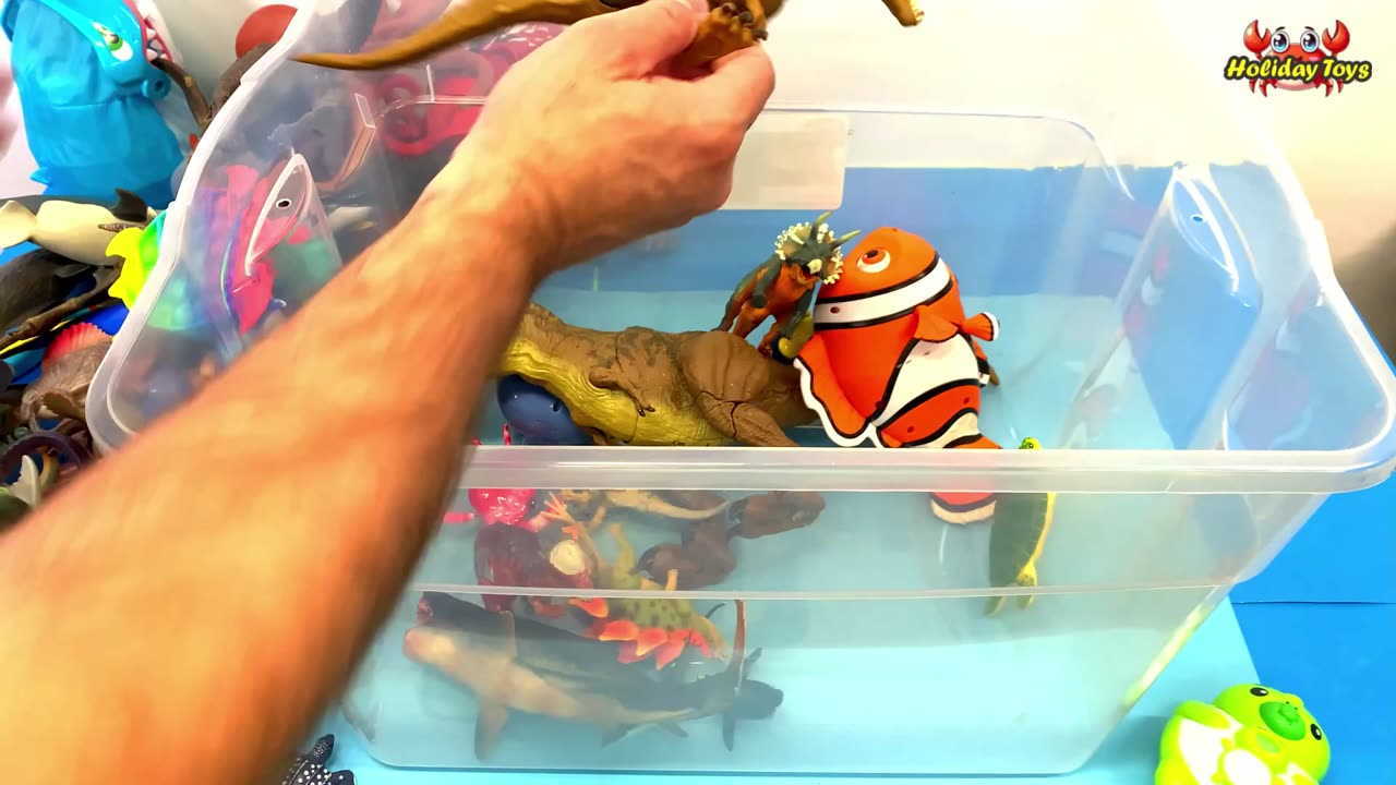 The Rainbow Pop it Turtle is Placed on the Table