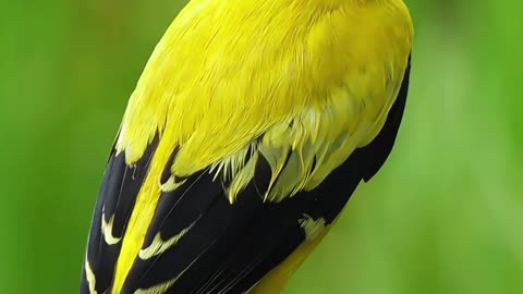 A natural singer wearing golden coat.Wildlife birds.Black-naped Oriole (Oriolus chinensis)
