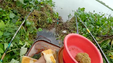 Bluegill Popping in Lake Shorelines