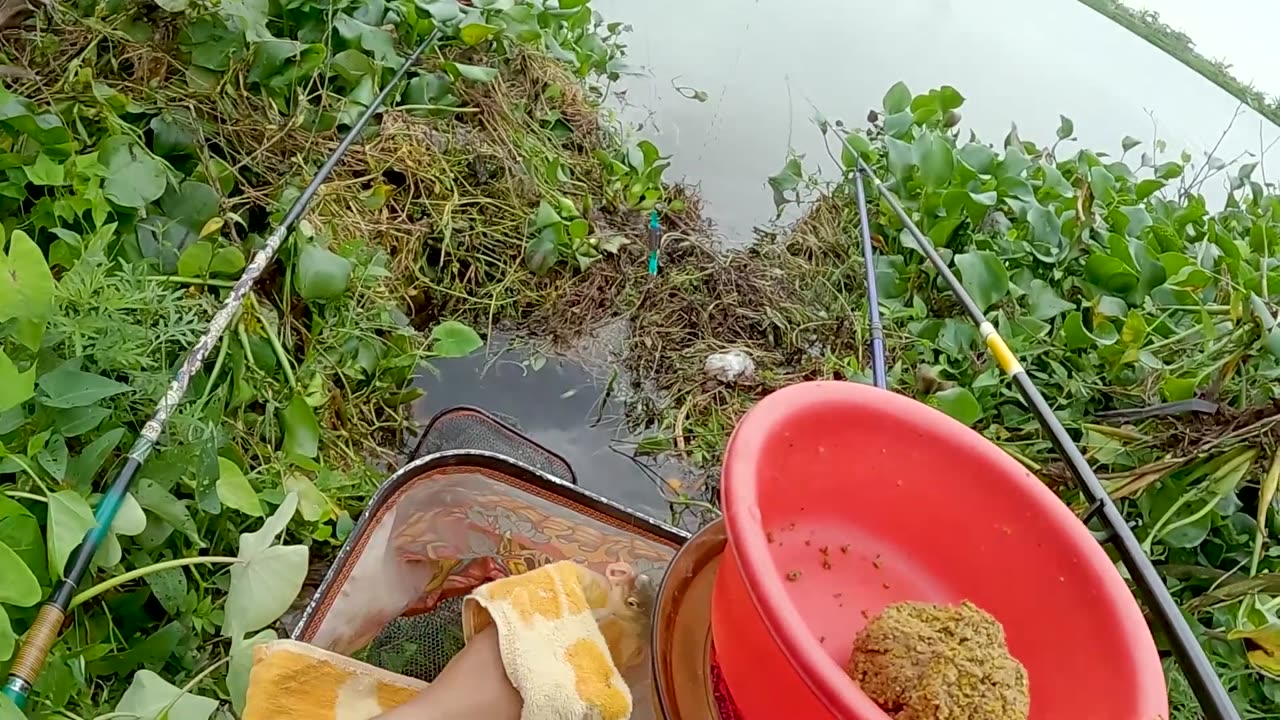 Bluegill Popping in Lake Shorelines