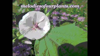 Soothing and Healing Marshmallow July 2024
