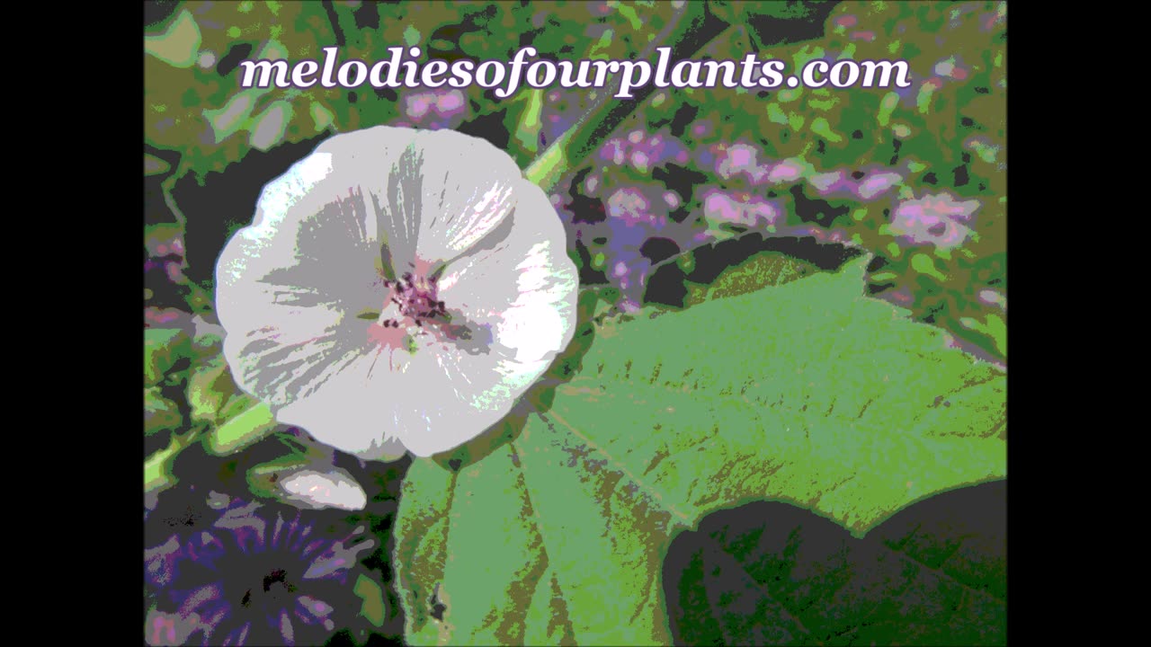 Soothing and Healing Marshmallow July 2024
