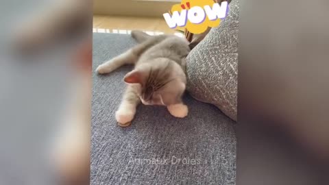 funny animal videos