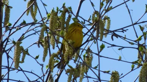 Interrior Alaska birds and their individual voices
