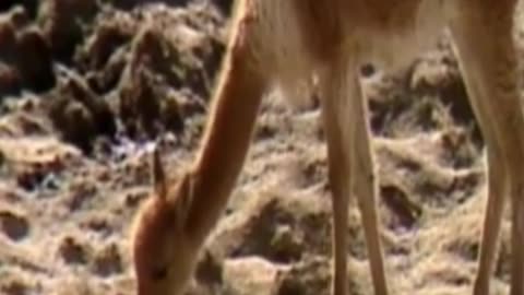 vicuña