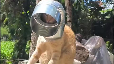 Cat said : She made me lost my dignity lol !!!!