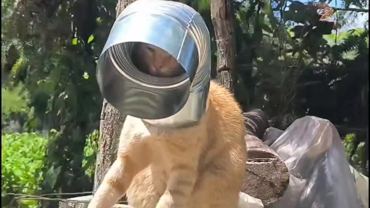 Cat said : She made me lost my dignity lol !!!!