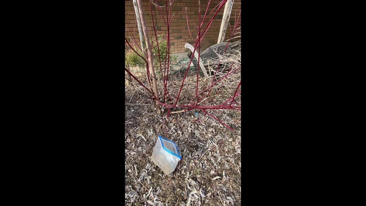 Harvesting Red Willow...