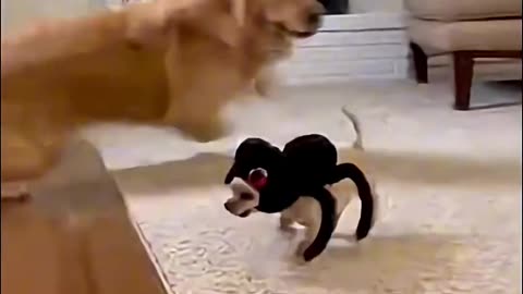 Funny Cats and Dogs!