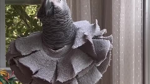 Parrot Ut-oh, the cops!😂