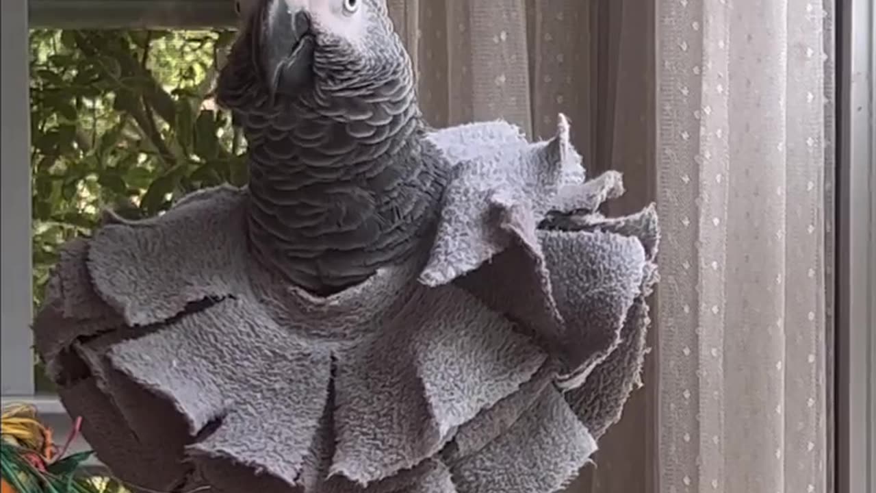 Parrot Ut-oh, the cops!😂